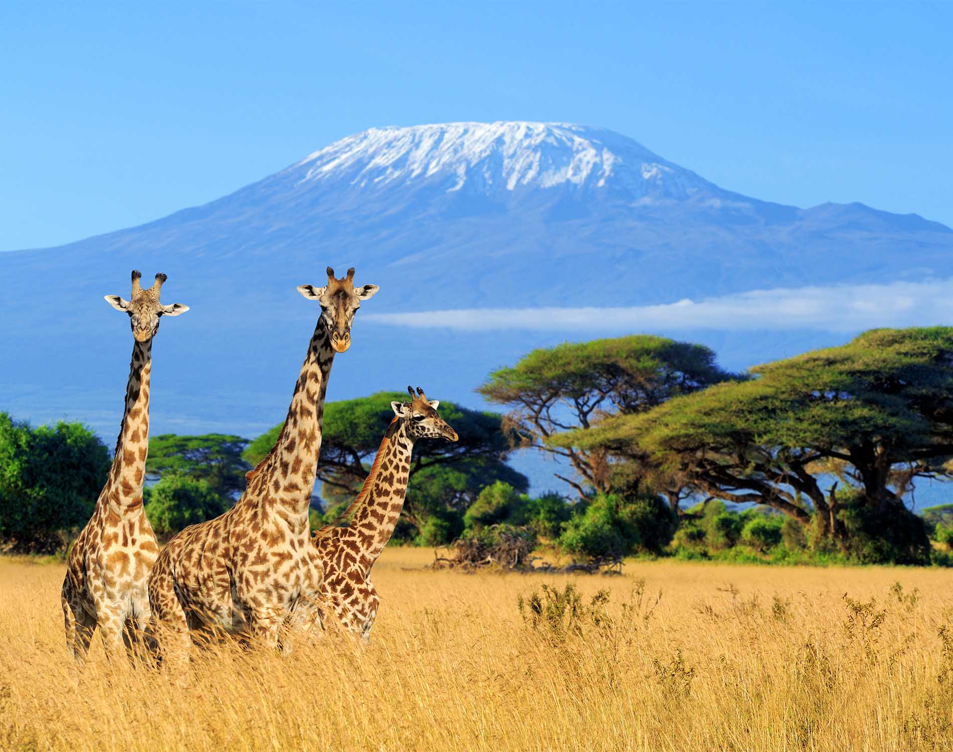 Africa_Mount_Kilimanjaro